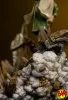 Iron Studios: Art Scale 1/10 Toph Beifong Statue (Avatar | Der Herr der Elemente)