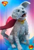 Sideshow: Premium Format Figure Krypto (Superman 2025)